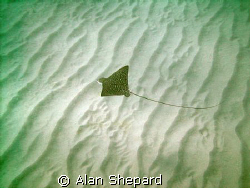 This little eagle ray has been living in Hanauma Bay for ... by Alan Shepard 